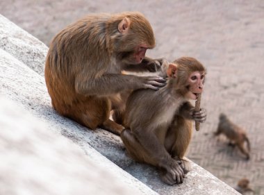 Pashupatinath Tapınağı Katmandu, nepal başkenti Doğu parçası bagmati Nehri'nin kıyısında yer alan en büyük hindu tapınakları lord shiva dünyanın biridir.
