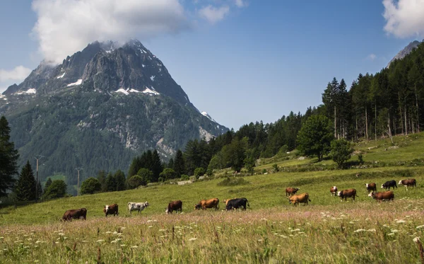 Alpes suíços — Fotografia de Stock