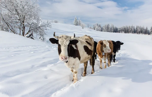 Krowy w snowy góry — Zdjęcie stockowe