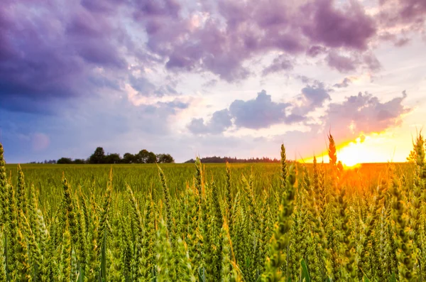 Solnedgång i ett fält av vete, himmel och moln — Stockfoto