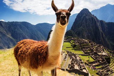 Lama at Machu Picchu, Incas ruins in the peruvian Andes at Cuzco Peru clipart