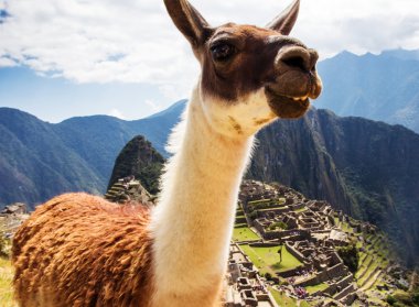 İnkalar Lama, Machu Picchu Harabeleri Cuzco Peru, Peru Andes