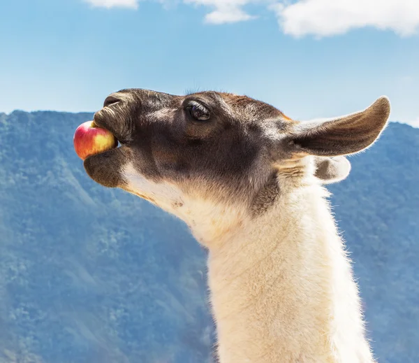 Lama bei Machu Picchu, Inkas Ruinen in den peruanischen Anden bei Cuzco Peru — Stockfoto