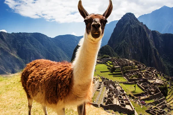 Lama en Machu Picchu, ruinas incas en los Andes peruanos en Cuzco Perú — Foto de Stock