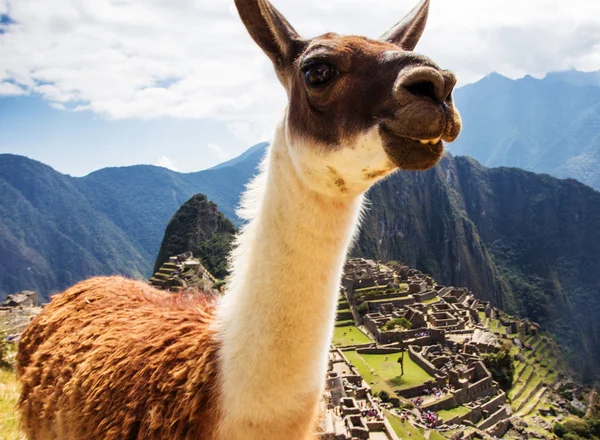 Lama au Machu Picchu, ruines incas dans les Andes péruviennes à Cuzco Pérou — Photo