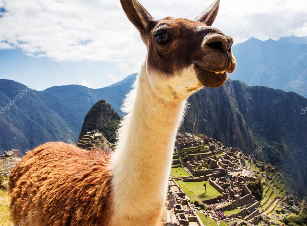 Lama at Machu Picchu, Incas ruins in the peruvian Andes at Cuzco Peru