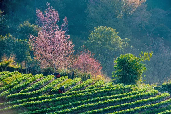 Teeplantage und Kirschblüte Stockbild