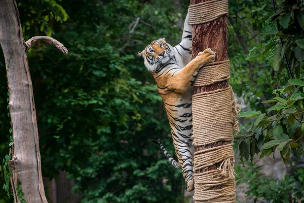 Tiger Climbing Tree Royalty Free Stock Photos