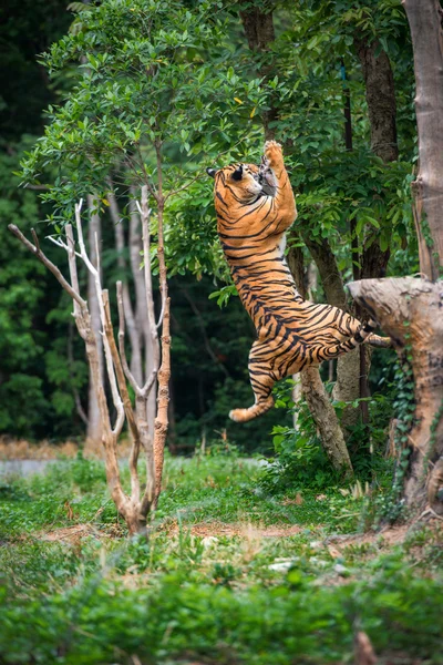 Tiger  jumping Stock Picture