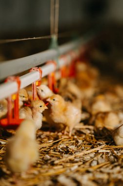 Bir grup sevimli ve tüylü piliç büyüleyici ve rahat bir çiftlik ortamında bir su yemliğinin etrafında toplanıyor.