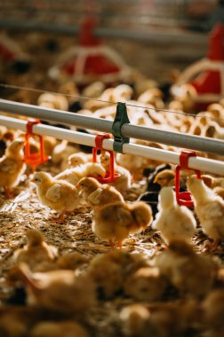 Canlı ve canlı bir sahne, tüylü civcivlerin güzel tasarlanmış bir çiftlik ortamında sergilenmesi.