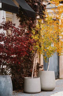 Sonbaharda, kırmızı yapraklı ve altın huş ağacıyla, kaldırımda modern beton kaplar, yumuşak bulutlar...
