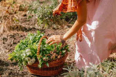 Satışa hazır karışık otlar. Toprağa ekilmiş çeşitli otlar. Hasat ya da kullanıma hazır.