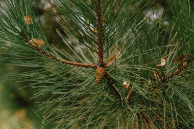 Dal botanikçisine yakın plan çam iğneleri reçine kozalakları ve ince iğne dokusunu gösteriyor, sabah ışığı