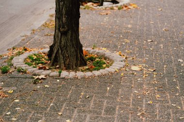Ağaç gövdesinin etrafında sonbahar kaldırımı, ıslak asfalt üzerinde dağınık yapraklar, tuğla kenarlı yuvarlak ağaç çukuru, sessiz