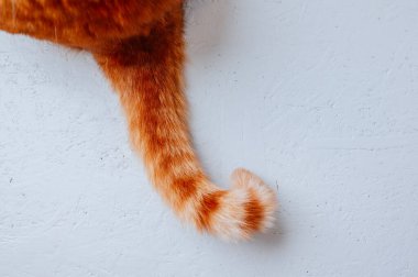 Kızıl Kedi Kuyruğu Duvar 'a Karşı, Çizgili Turuncu Kürk ve Yumuşak Doku, Oyuncu