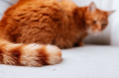 Kanepede oturan turuncu kedi çizgili kuyruk önplanı, yumuşak Bokeh 'li gevşek gözlemci duruşu,