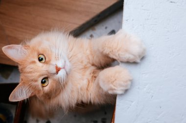 Kızıl Kedi Pençeleriyle Uzanıyor, Nazikçe Kameraya Bakıyor, Huzurlu İçerideki Arkadaş