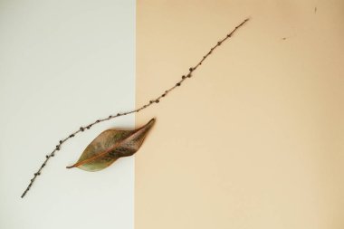 Ayrık arkaplanda ince dallı yaprak, ikiz arkaplan, Stark Negatif Boşluk, ince ince