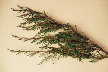 Bej arka plandaki her yeşil dal, hassas sedir iğneleri ve yumuşak bir şekilde yakalanmış desenli dal.