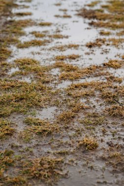 Islak çayırlarda sığ su birikintileri Islak bıçaklar ve korunmasız Dünya, Bahar Başları Doygunluğu