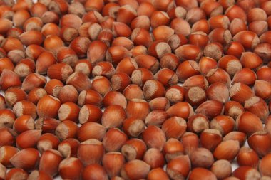 Beyaz arka planda fındıklar