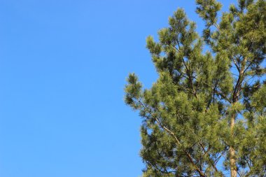 Mavi gökyüzü arka plan üzerinde yeşil ağaç