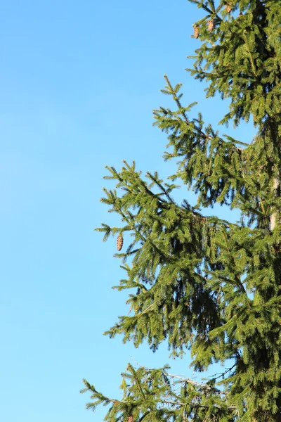 Árbol verde sobre el fondo del cielo azul —  Fotos de Stock