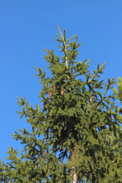 青空の背景に緑の木 — ストック写真