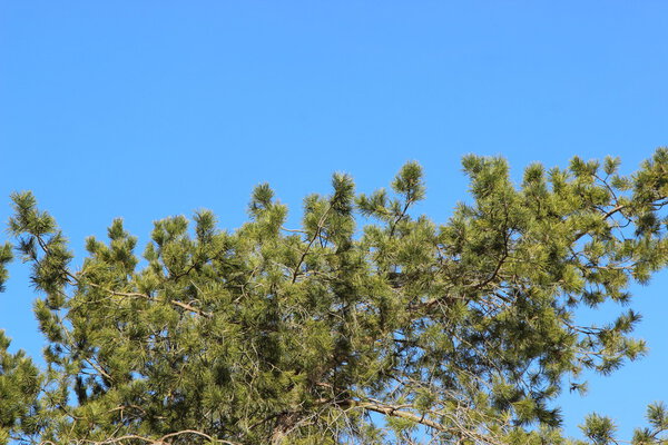 green tree on background of blue sky