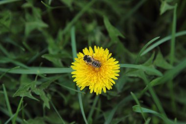 arka plan yeşil çimenlerin üzerinde sarı karahindiba