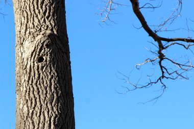 İçi boş bir ile eski ağaç