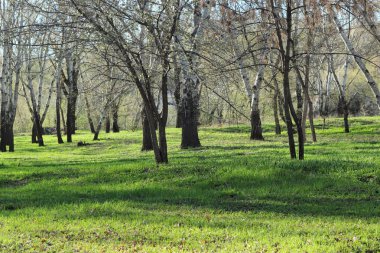 bahar ormandaki yeşil alan