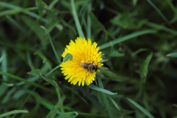 Dente di leone giallo su sfondo erba verde — Foto Stock