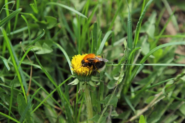 Gelber Löwenzahn auf grünem Gras — Stockfoto