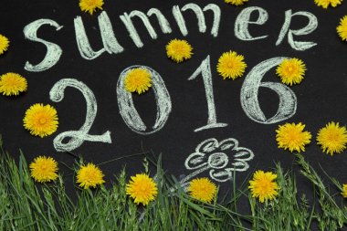 Sarı dandelions 2016 yazında