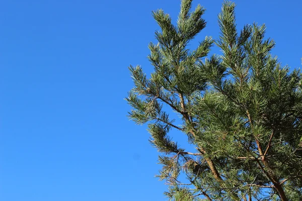 Зеленая ель с конусами на фоне голубого неба — стоковое фото
