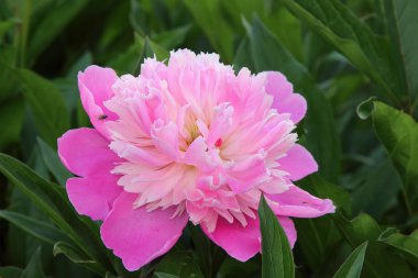 güzel kırmızı çiçek Şakayık yaprakları bir arka plan üzerinde