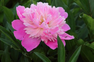 güzel kırmızı çiçek Şakayık yaprakları bir arka plan üzerinde