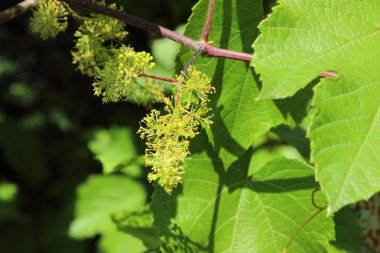 bir dalda asılı üzüm demet