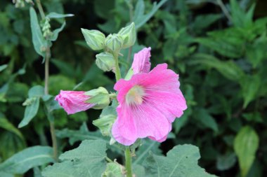 ebegümeci yeşil zemin üzerine. güzel çiçek