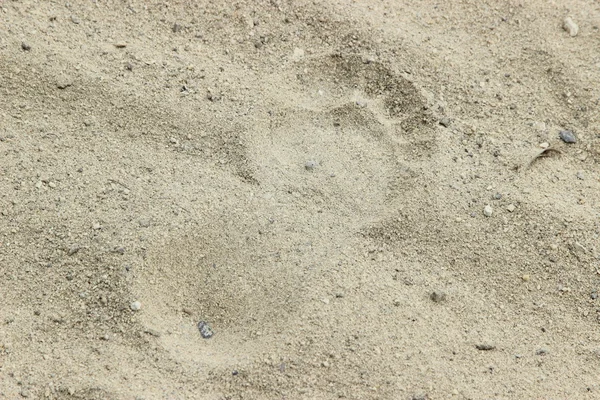 Ślad na plaży Piaszczystej — Zdjęcie stockowe