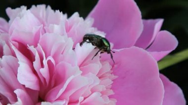 Kırmızı tarafından Şakayık gezinme chafer çiçektir