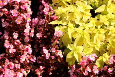 güzel ve parlak çiçekler, Coleus