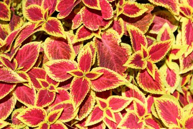 güzel ve parlak çiçekler, Coleus