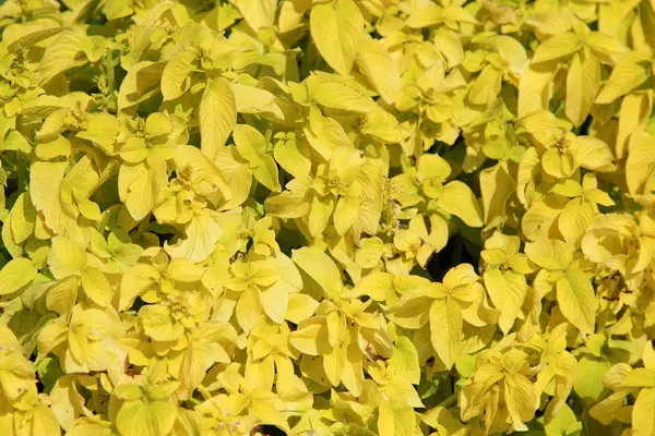 Mooi en helder bloemen van de Coleus — Stockfoto