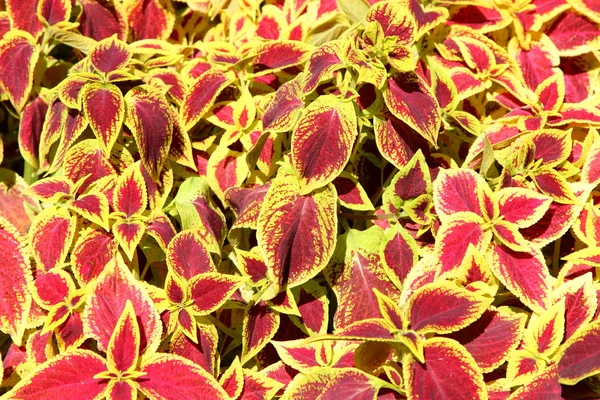 Beautiful and bright flowers of the Coleus — Stock Photo, Image