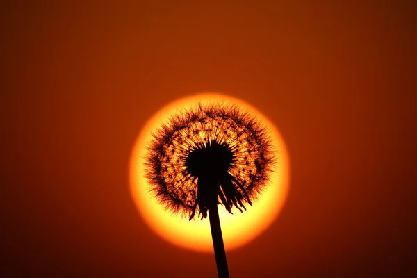 Dandelion — Stock Photo, Image