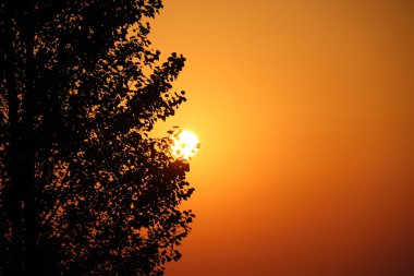 ağaç sunset