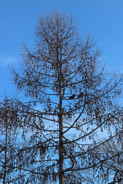 Árbol de silueta en el fondo del cielo azul —  Fotos de Stock